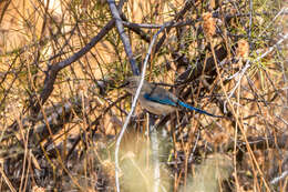 Image of Splendid Fairywren