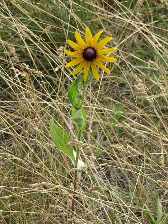 Image of coneflower