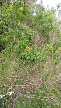 Image of Baccharis pilularis subsp. consanguinea (DC.) C. B. Wolf