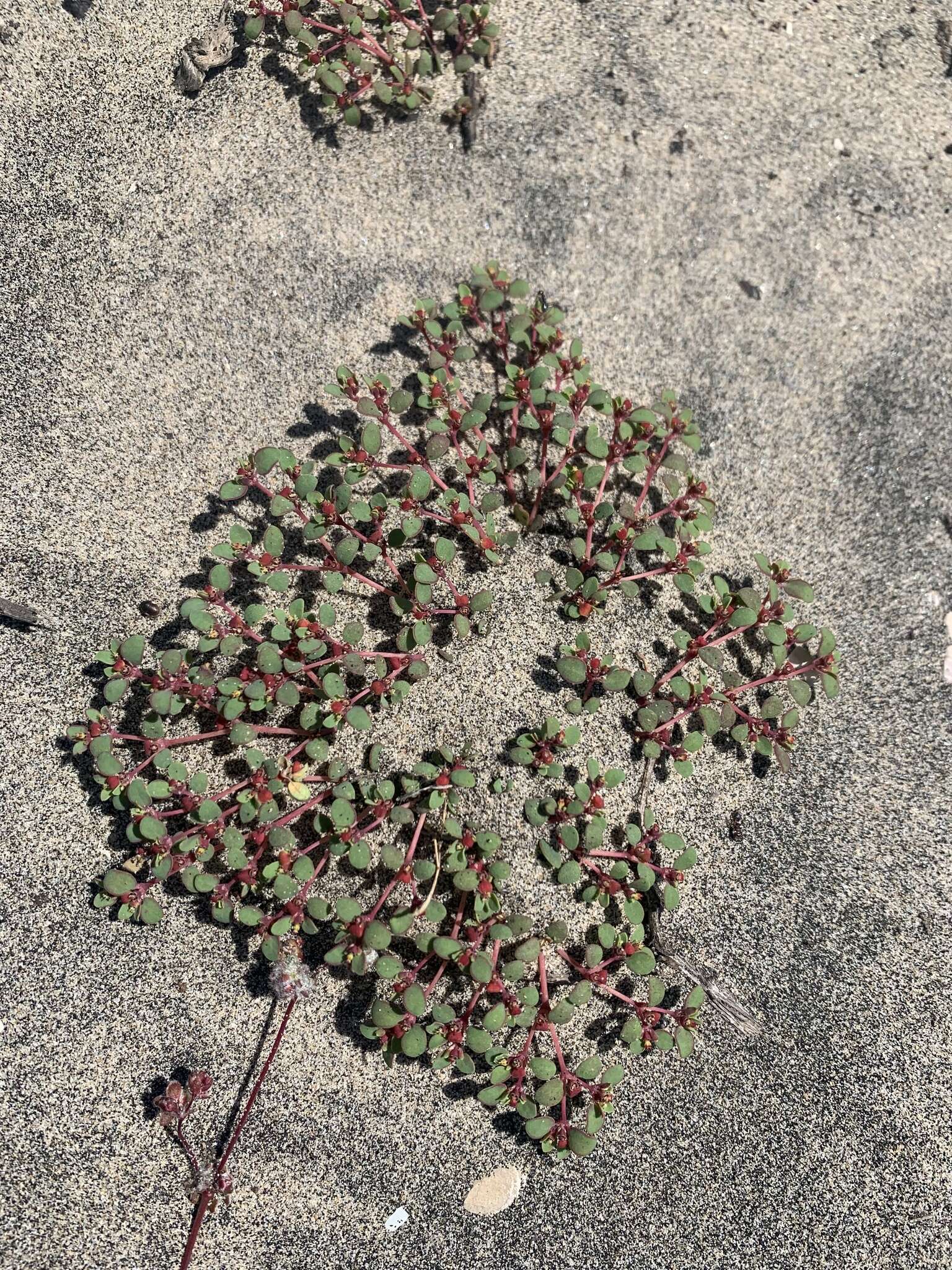 Image of Euphorbia pondii Millsp.