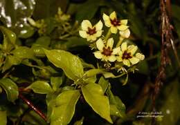 Image de Mussaenda arcuata Poir.