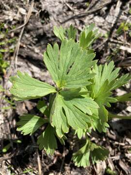 Image of Wenatchee larkspur