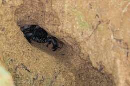 Image of Giant Senegalese Scorpion