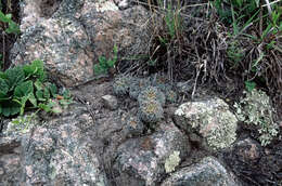 Image of Gymnocalycium bruchii (Speg.) Hosseus