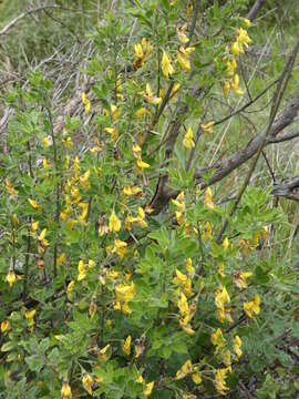 Image of Hairy Broom