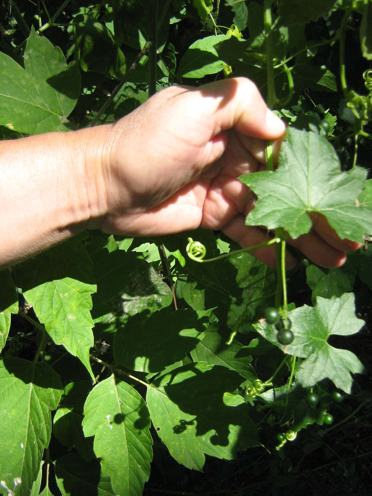 Image of white bryony