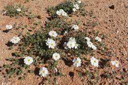 Image of Monsonia umbellata Harv.