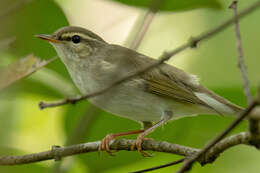 Imagem de Phylloscopus borealis (Blasius & JH 1858)