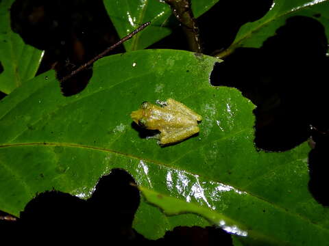 Image of Gunung Mulu Bubble-nest Frog