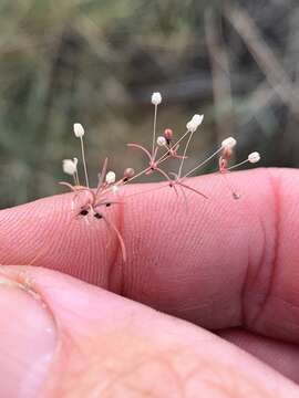 Image of Thread-Stem Carpetweed