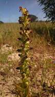 Image de Satyrium odorum Sond.