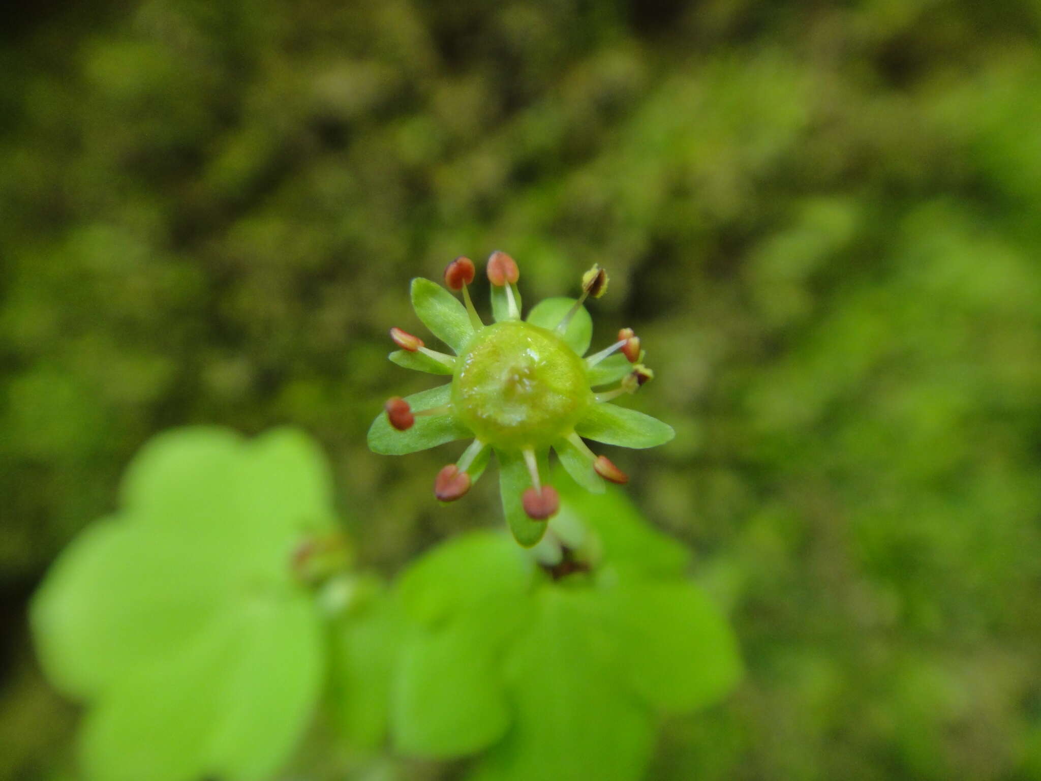 Image of Saxifraga paradoxa Sternb.