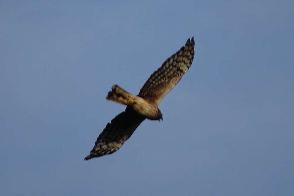 Image of Hen Harrier