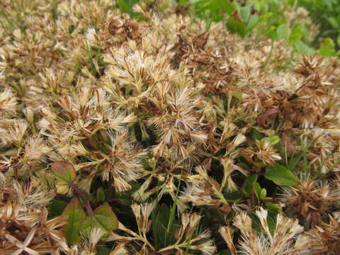 Image of Mikania involucrata Hook. & Arn.