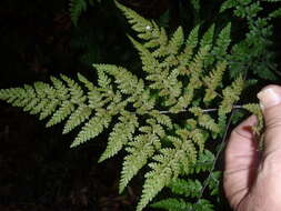 Image of Cheilanthes bergiana Schltdl.