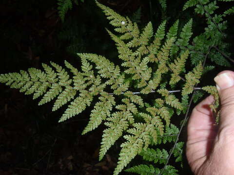 Image of Cheilanthes bergiana Schltdl.