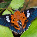 Image of Myscelus pardalina Felder & Felder 1867