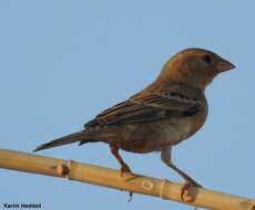 Image of Sudan Golden Sparrow