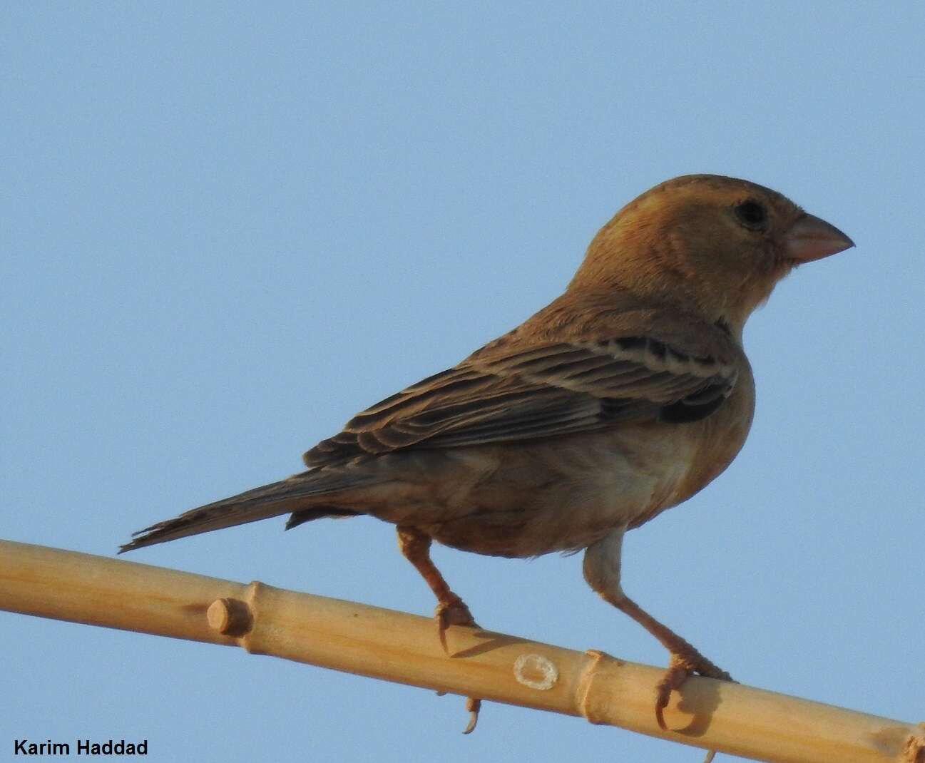 Image of Sudan Golden Sparrow