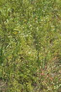 Image of Virginia pepperweed