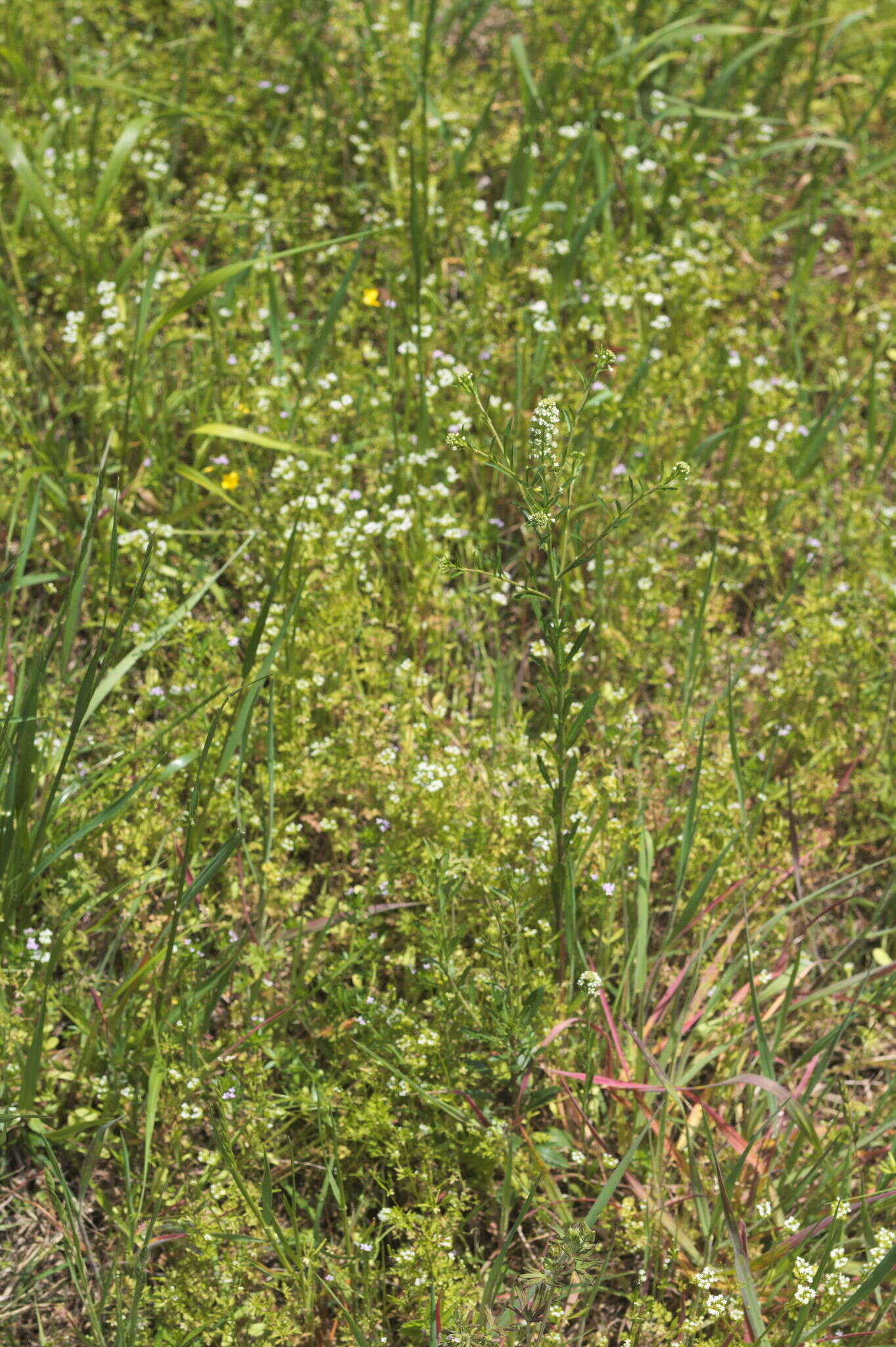 Image of Virginia pepperweed