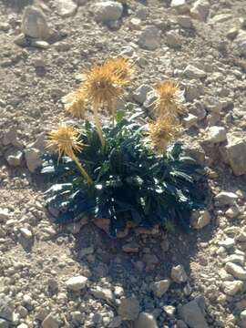 Imagem de Calycera herbacea Cav.