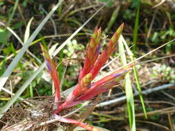 Image of Cardinal Air Plant