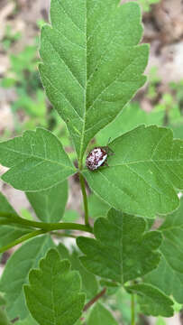 Image of Sumac Flea Beetle