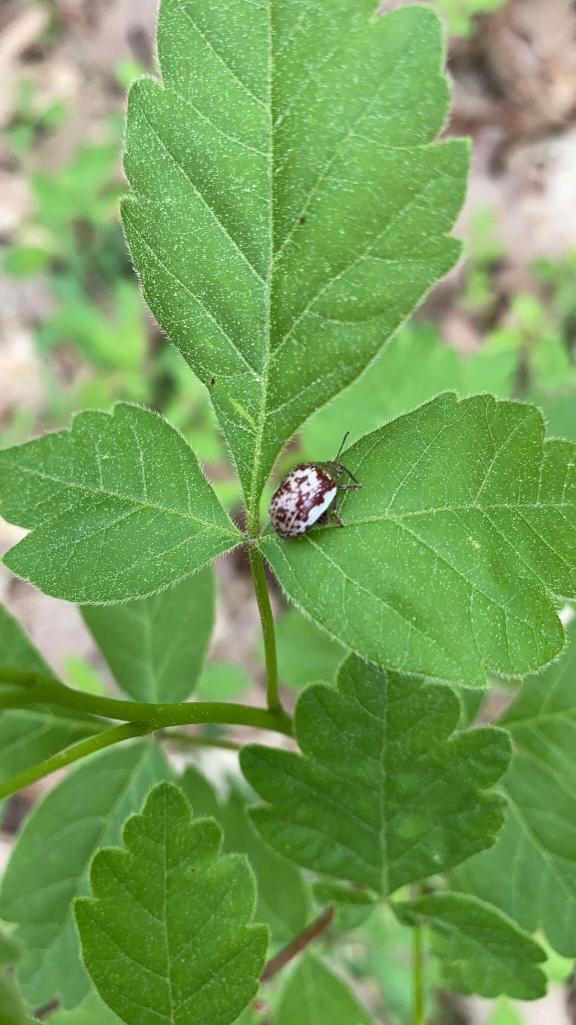 Image of Sumac Flea Beetle