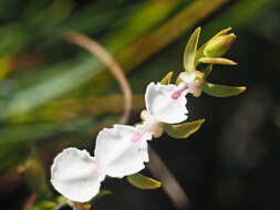 Imagem de Neobolusia tysonii (Bolus) Schltr.