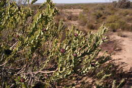 Image of Leucadendron remotum I. Williams