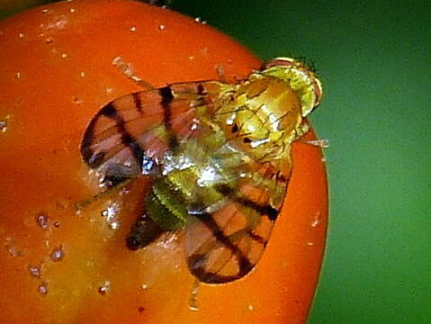 Image of Rose Hip Fly