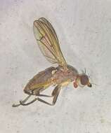 Image of Pherbellia dubia (Fallen 1820)