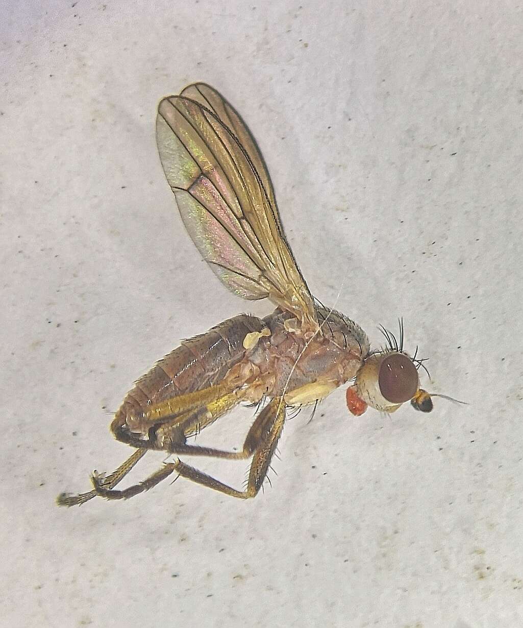 Image of Pherbellia dubia (Fallen 1820)