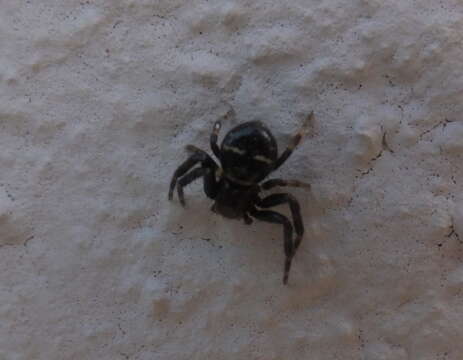 Image of Shiny crab-spider