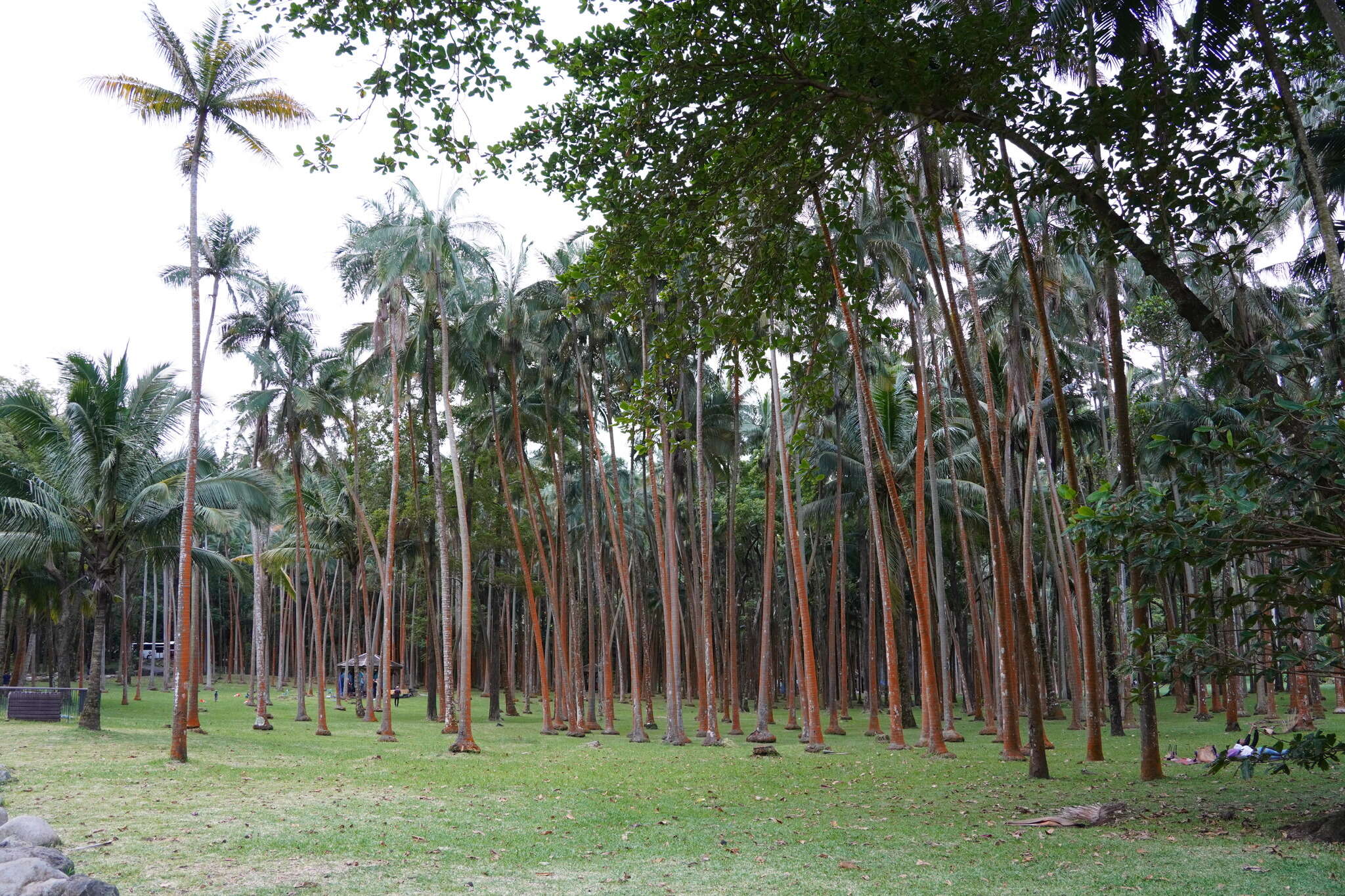 Image of Barbel palm