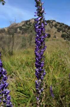 Imagem de Lobelia fenestralis Cav.