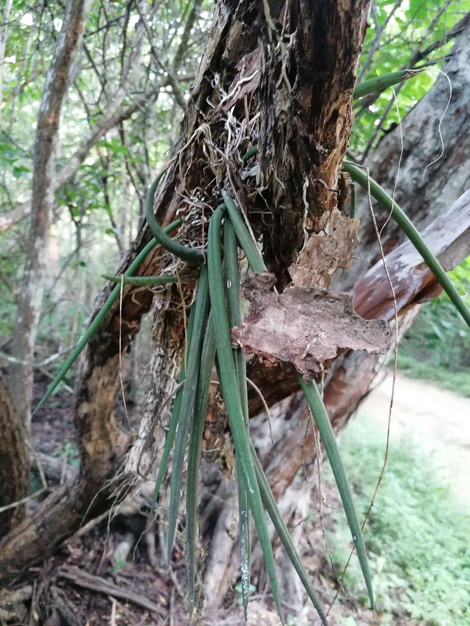 Image of Trichocentrum brachyphyllum (Lindl.) R. Jiménez