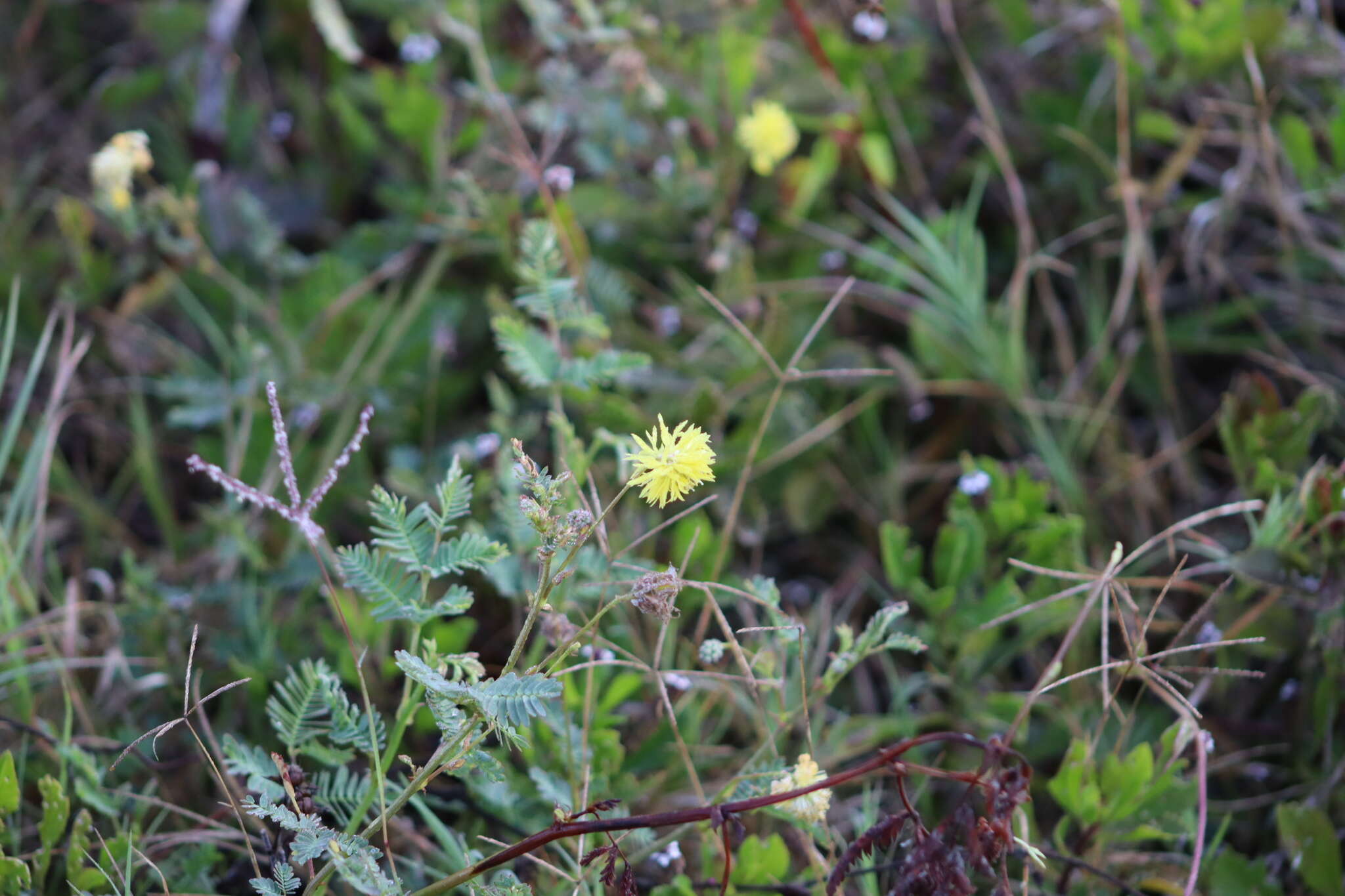 Слика од Neptunia plena (L.) Benth.