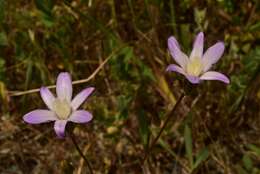 Sivun Brodiaea pallida Hoover kuva