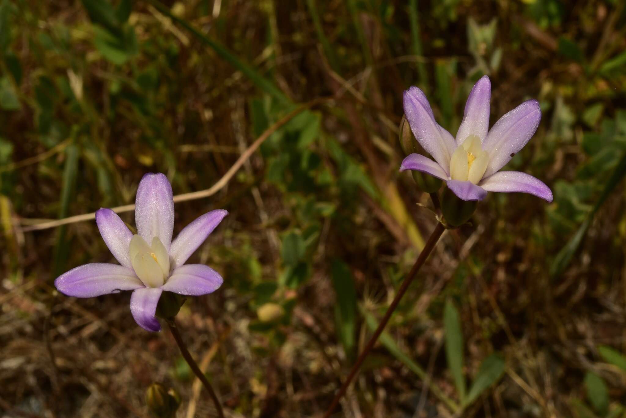 Sivun Brodiaea pallida Hoover kuva