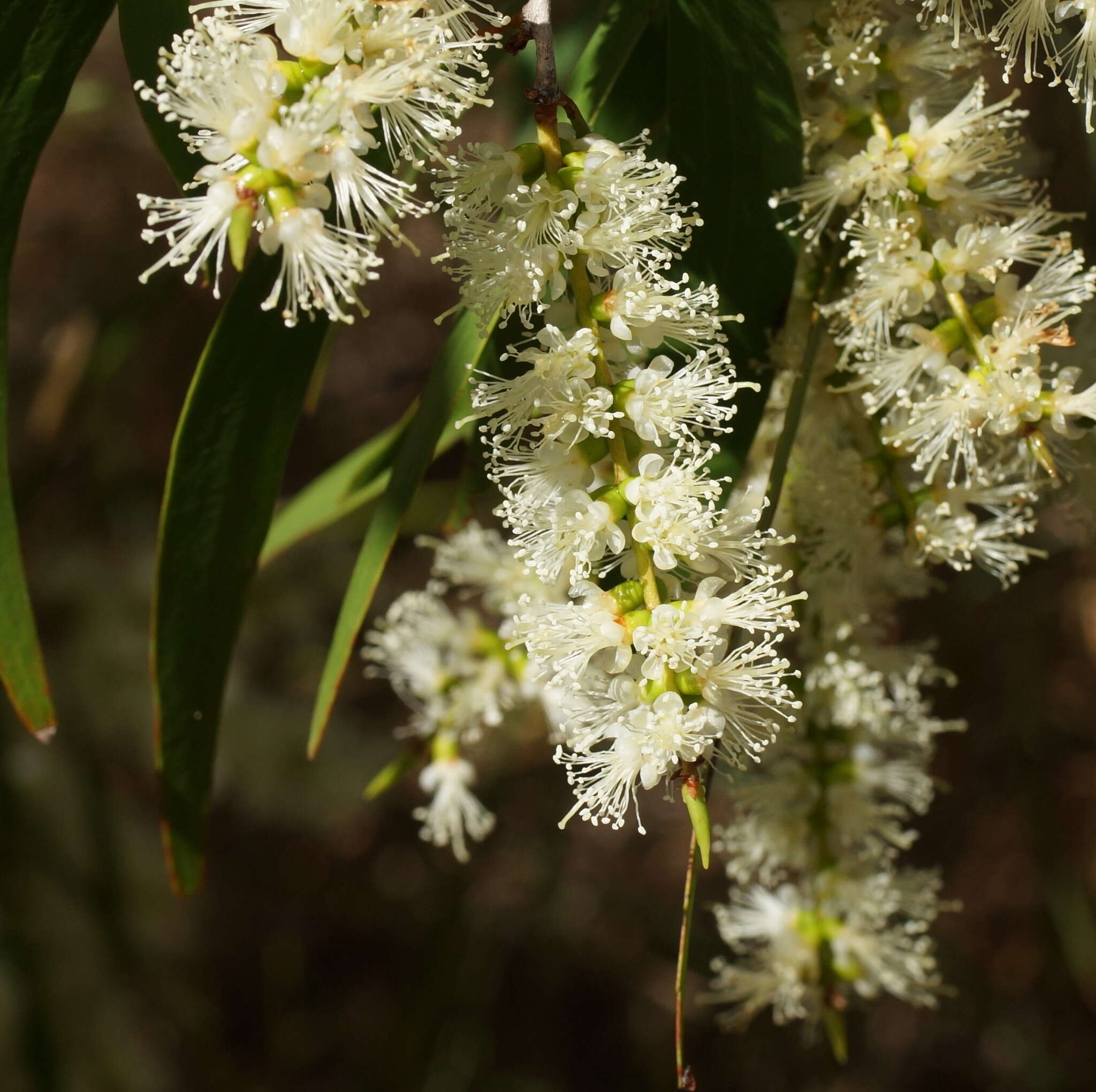 Image of Melaleuca leucadendra (L.) L.