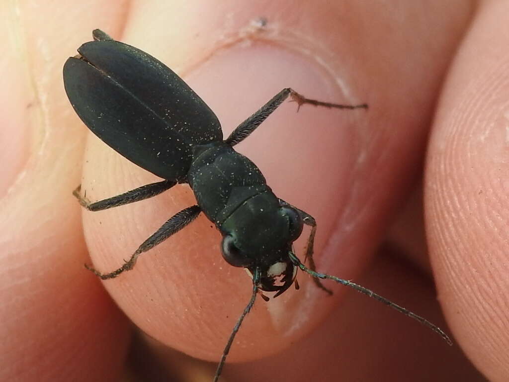 Imagem de Dromochorus pruininus Casey 1897