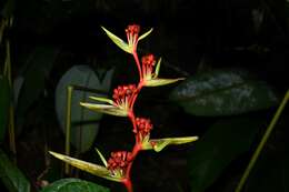 Image of Heliconia richardiana Miq.