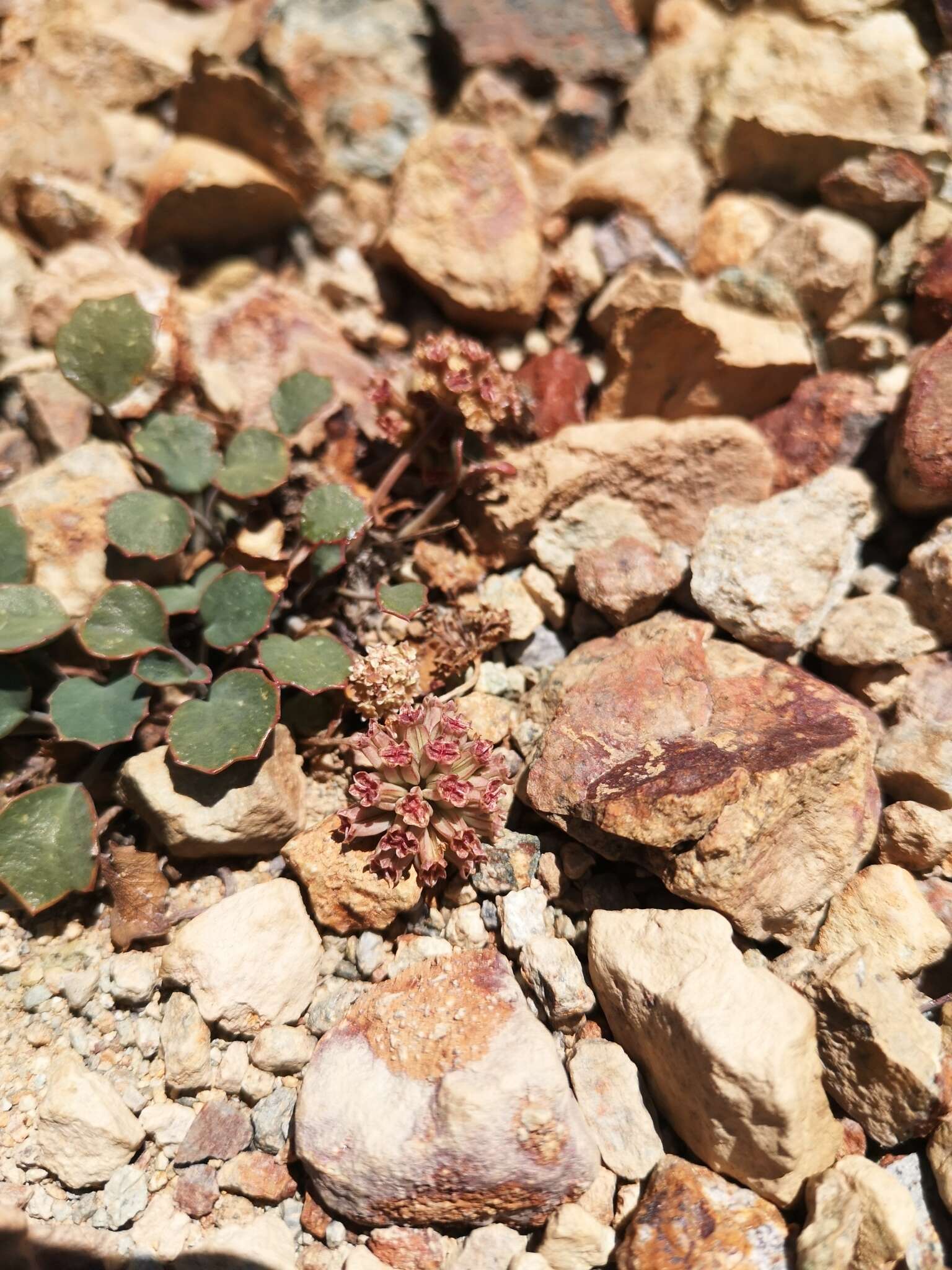 Image of Azorella coriacea (Lag.) Kuntze