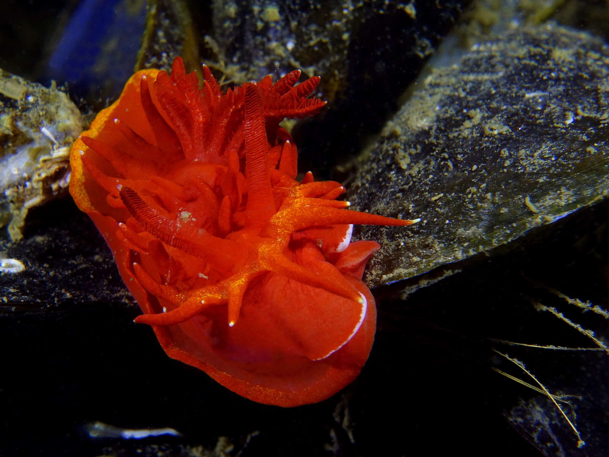 Image of yellow skirt slug