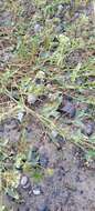 Image of white sand verbena