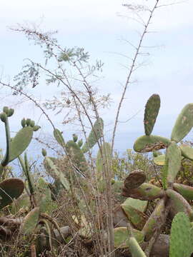 Image of Asparagus umbellatus Link