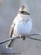 Image of Yellow-throated Bunting