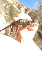 Sceloporus occidentalis longipes Baird 1858 resmi